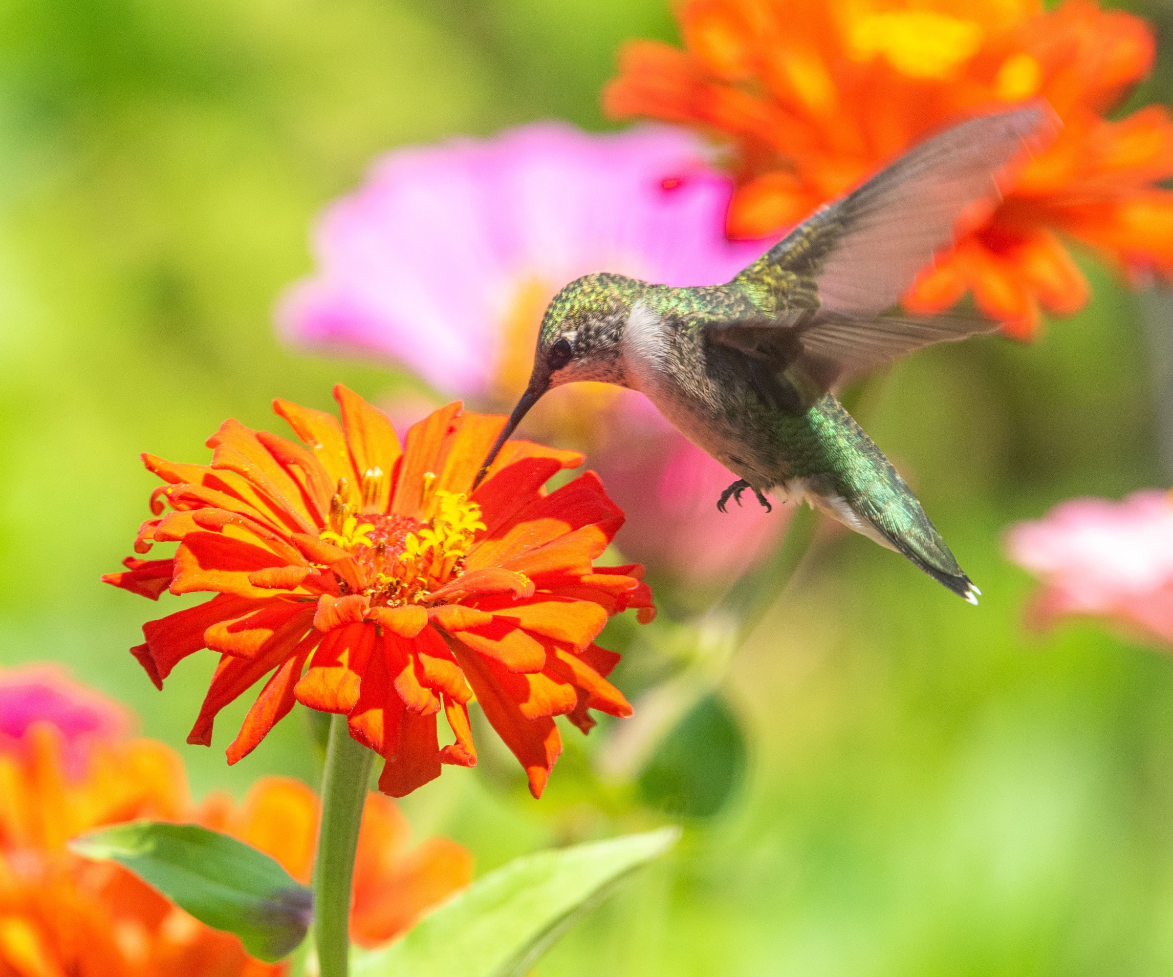 hummingbird feeding from orange zinnia flower