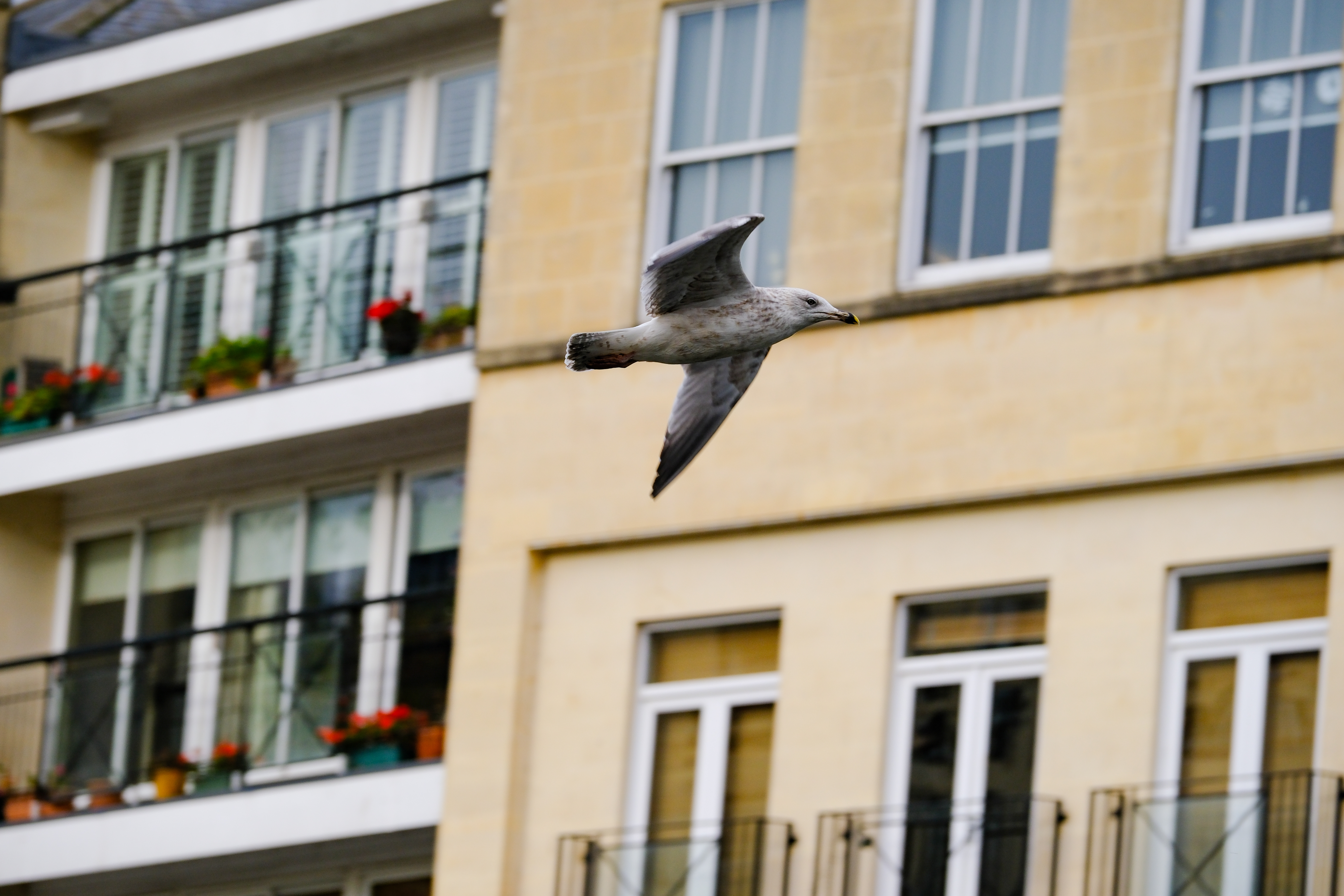 A photo of a seagull in flight, taken on the Fujifilm X-T30 III in high speed 20fps drive mode.