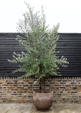 A potted olive tree in a backyard in a terracotta pot.