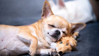 A red-haired Chihuahua dog is sleeping blissfully, cuddling up to his toy
