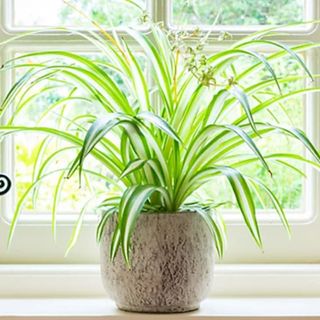 B&Q Spider Plant