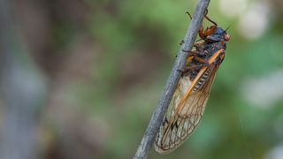 Massospora cicadina only affects periodical cicadas in the Magicicada genus.