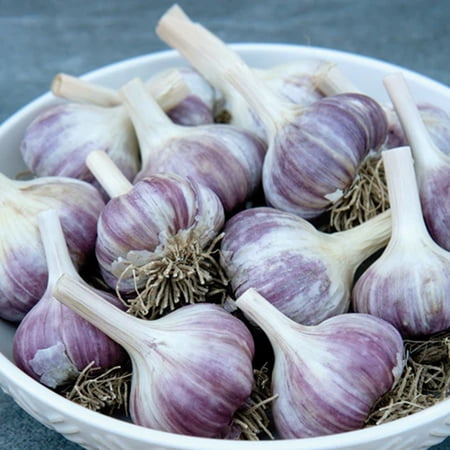 Country Creek Acres Siberian Hardneck Garlic Plant Bulbs (6 Count)