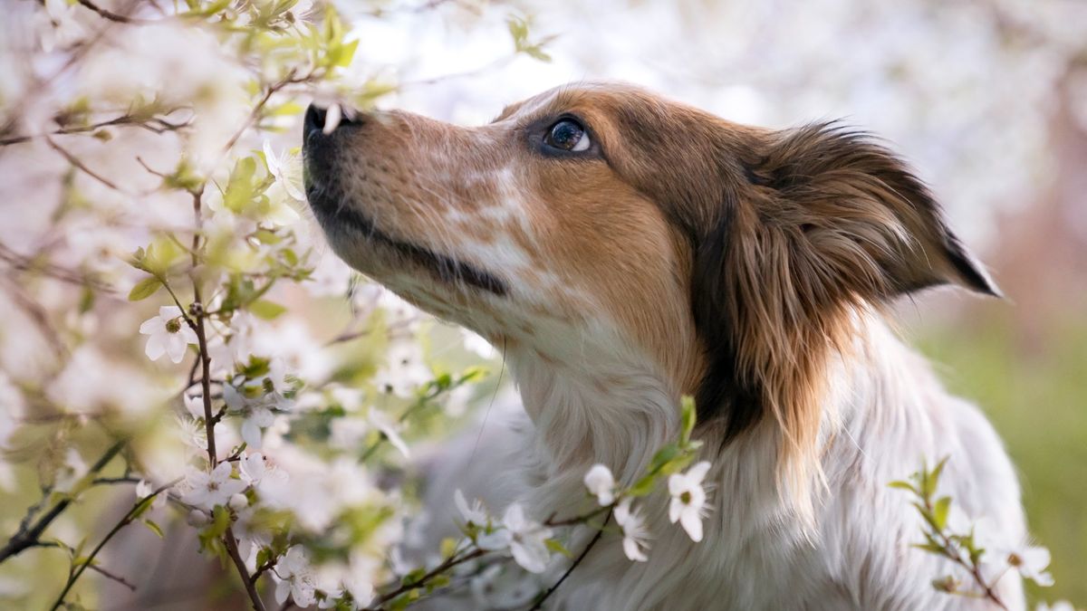 Dog sniffing flowers