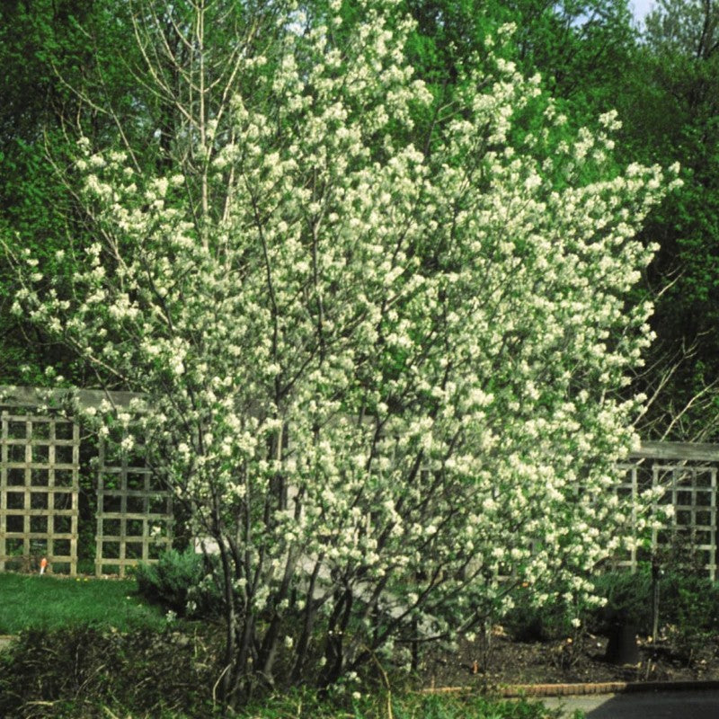 Shadblow Serviceberry - #3 Container