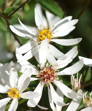 Starlike white flowers of 'White Wood' aster that can thrive in light shade