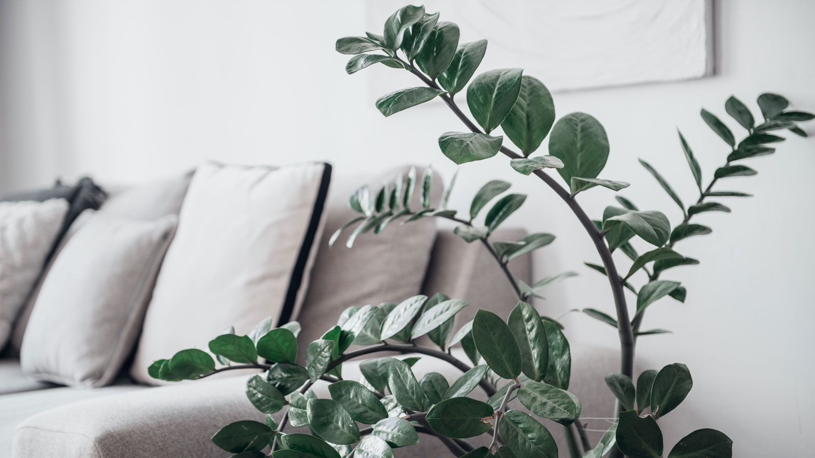 ZZ Plant Care: How to Grow This Popular Plant and Help It Thrive |  Gardening Know How