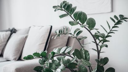 large ZZ plant and sofa