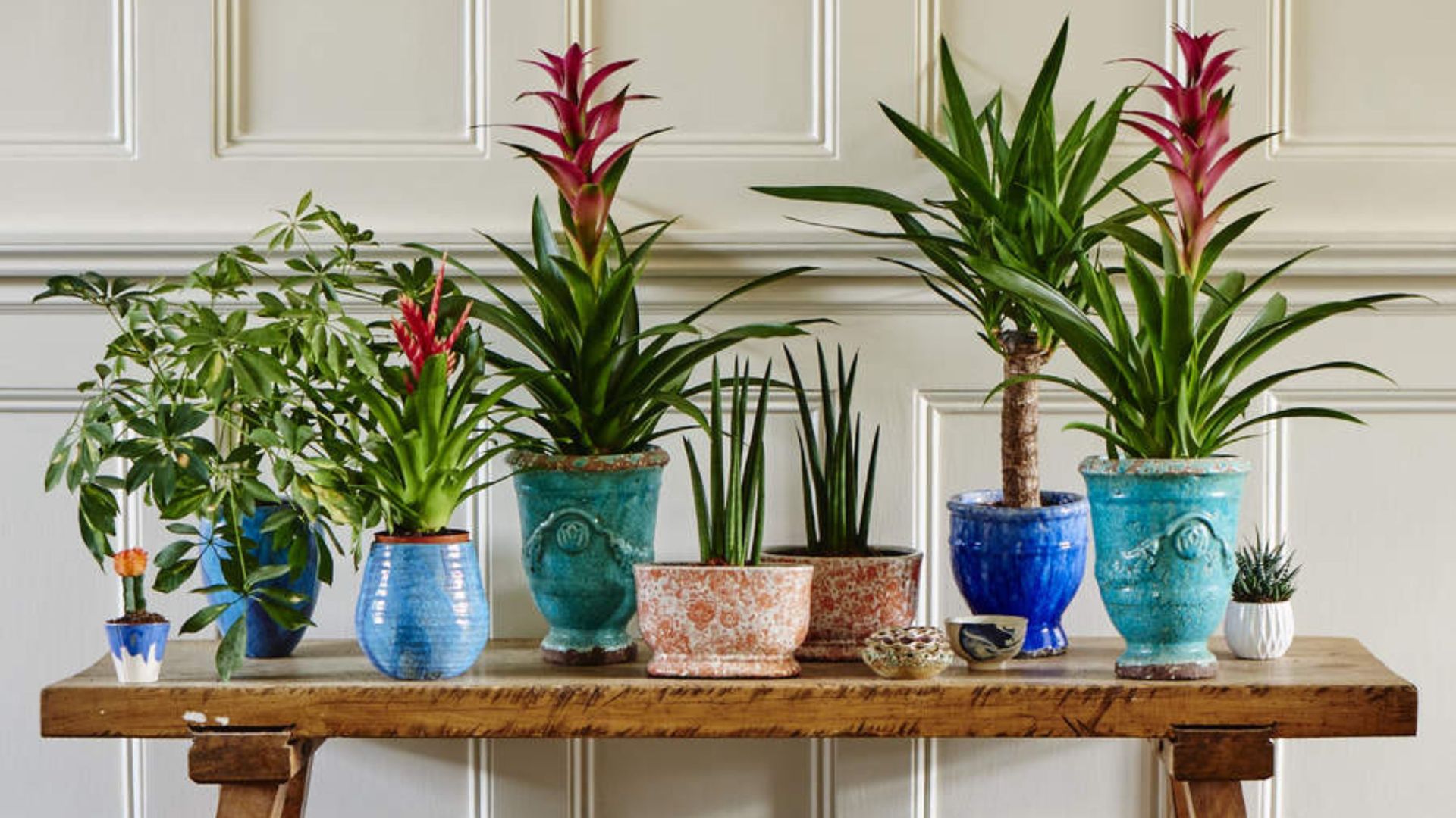 Best indoor plants where to shop online Ideal Home