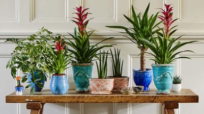 Displaying houseplants on a wooden bench