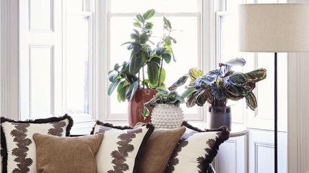 Houseplants on windowsill
