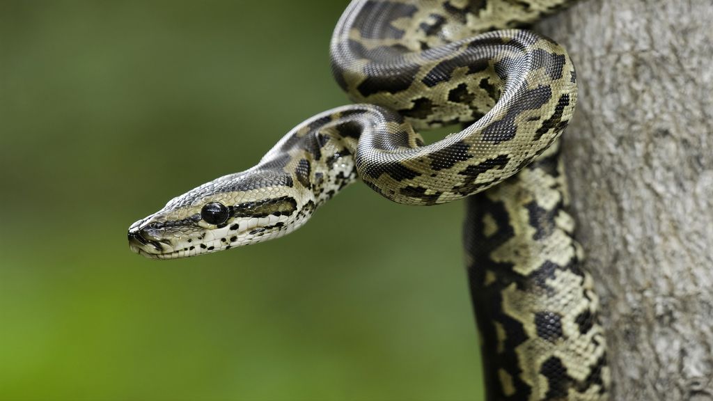 What are invasive species? | Live Science