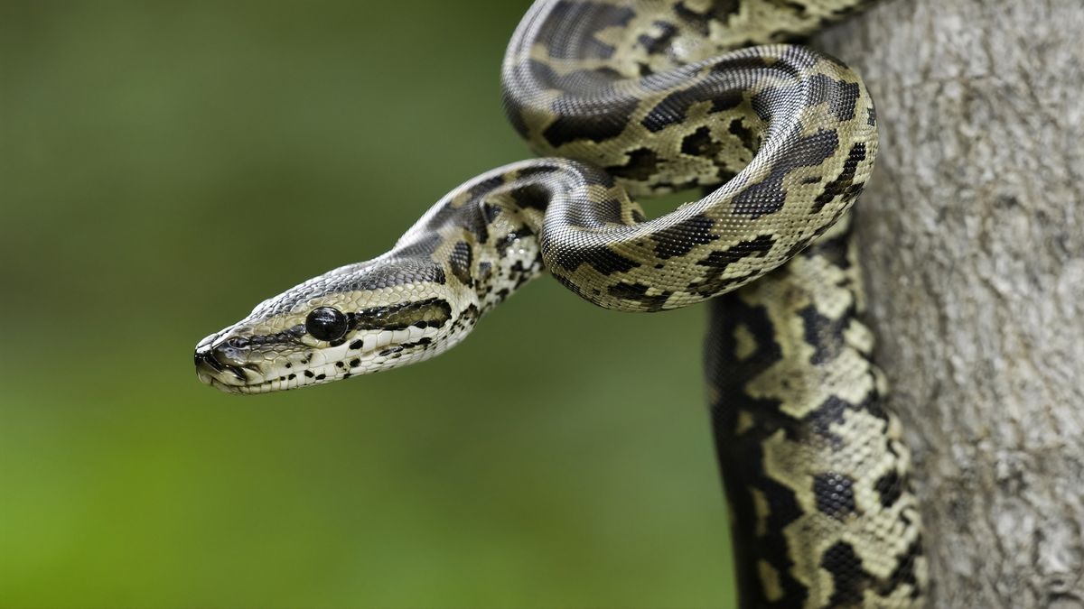 Close up photo of a Burmese python, one of the most prevalent invasive species in Florida.