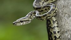 Close up photo of a Burmese python, one of the most prevalent invasive species in Florida.