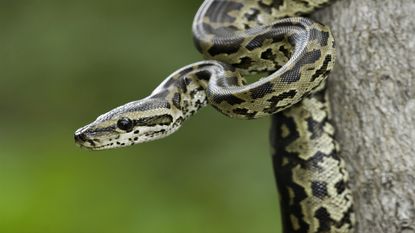 Close up photo of a Burmese python, one of the most prevalent invasive species in Florida.