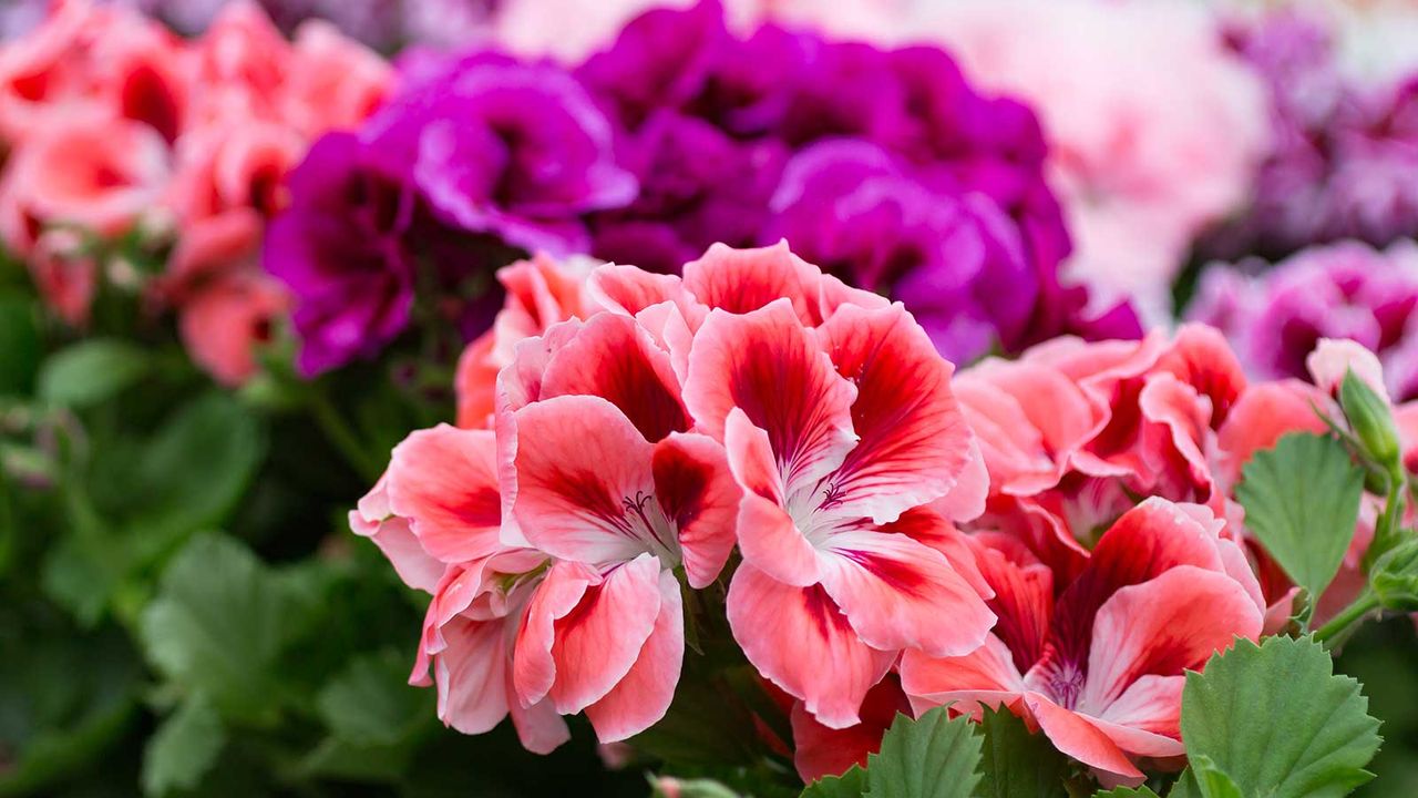 close-up of pink and purple pelargoniums