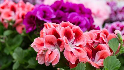 close-up of pink and purple pelargoniums