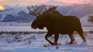 Bull moose in snow, Wyoming