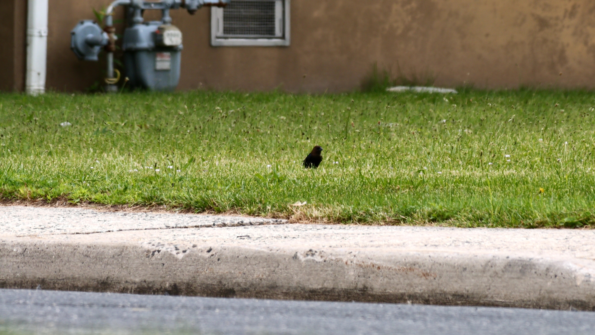 Dwarf 3 nature photography sample.