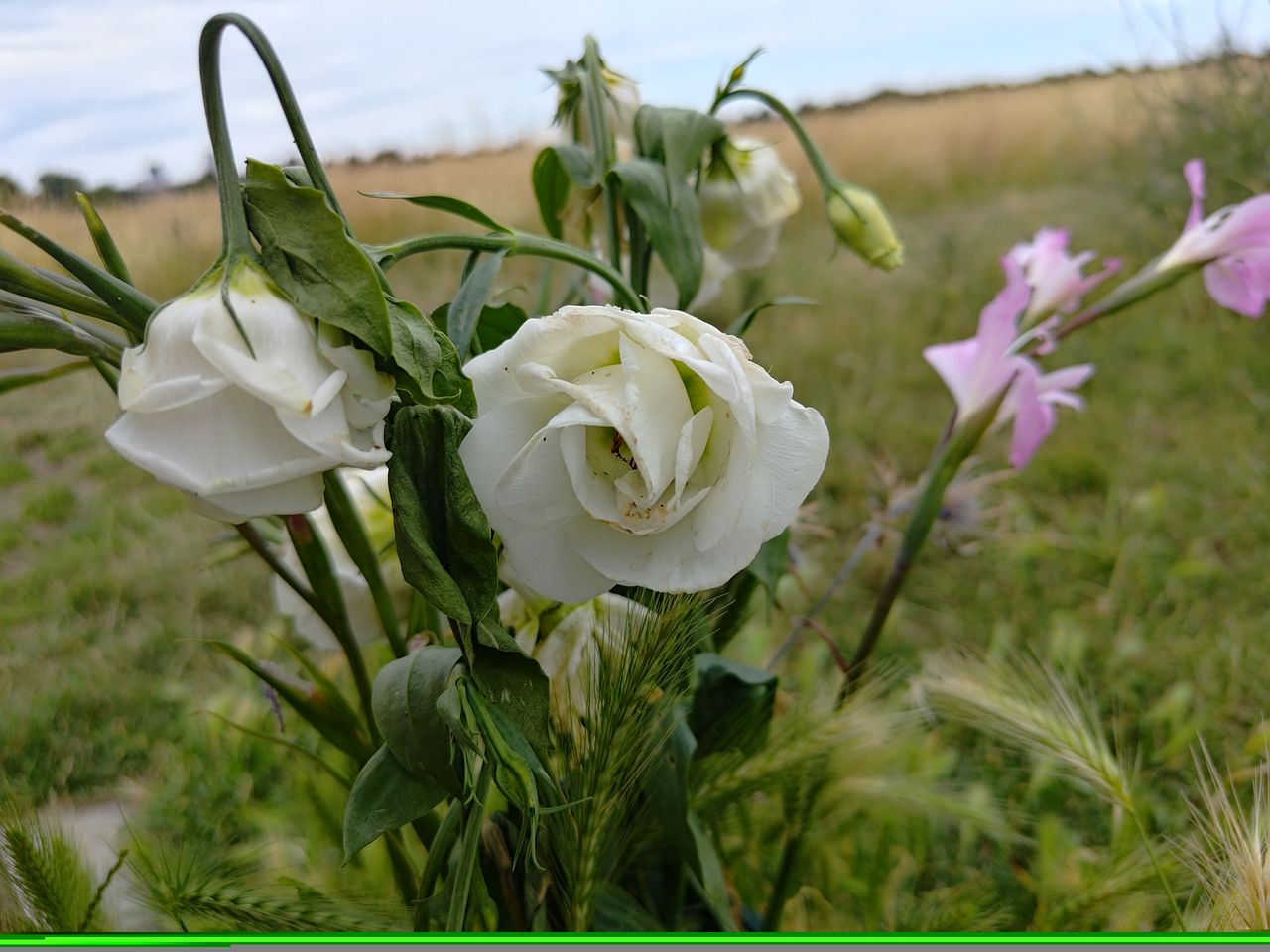 A camera sample from the Asus Zenfone 10