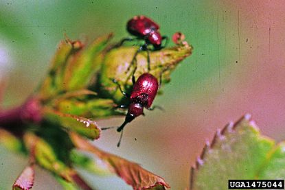 Dark Red Rose Curculio Weevil Insects
