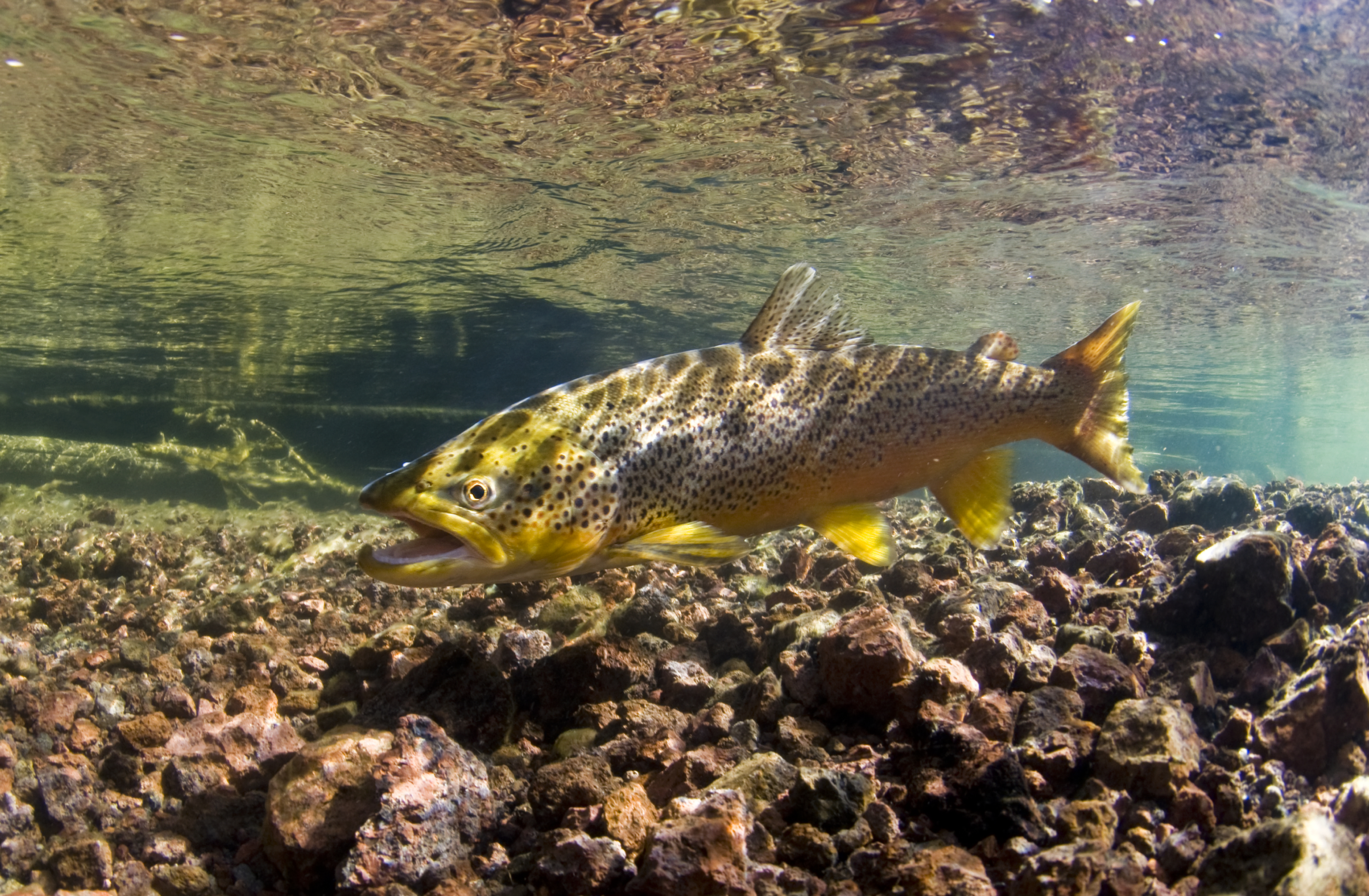 Single brown trout in shallow water