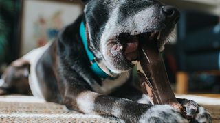 Longest lasting dog chews