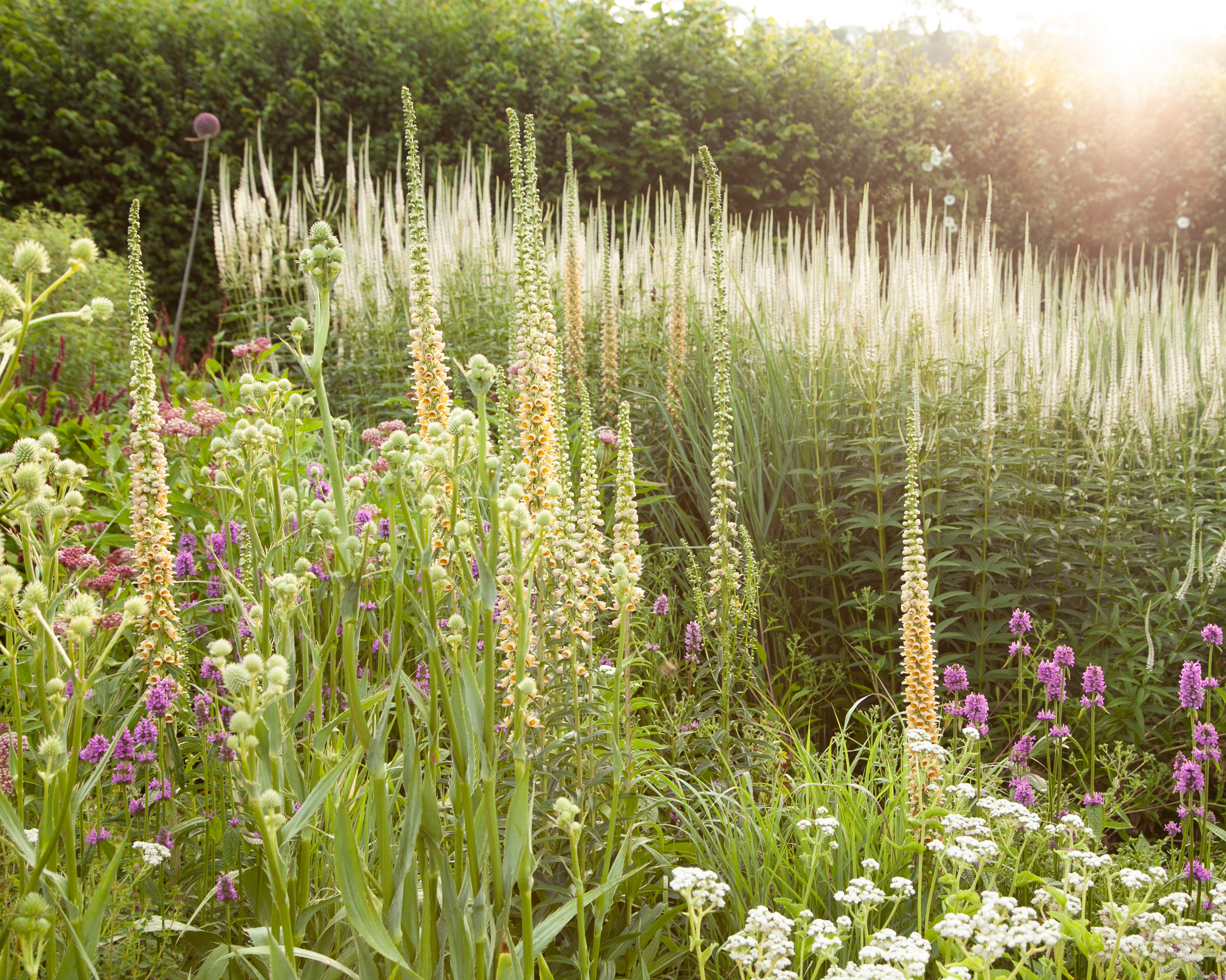 naturalistic style planting as an english garden idea