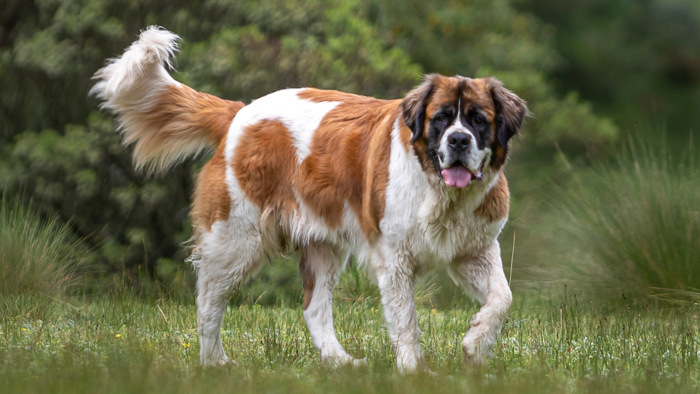 Saint Bernard dog in field