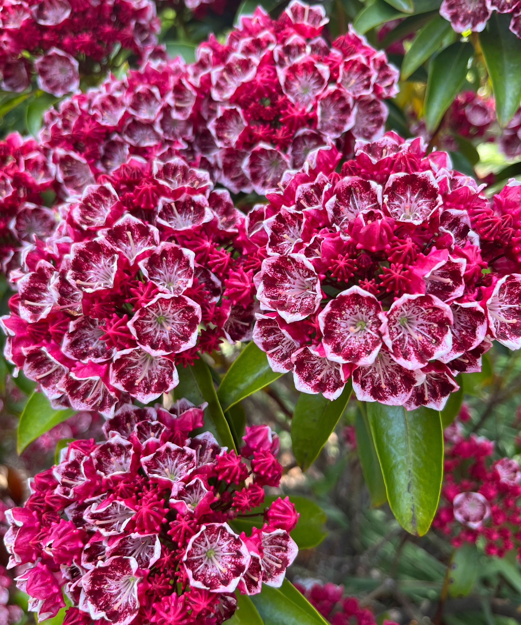 mountain laurel Little Linda with bright magenta flowers