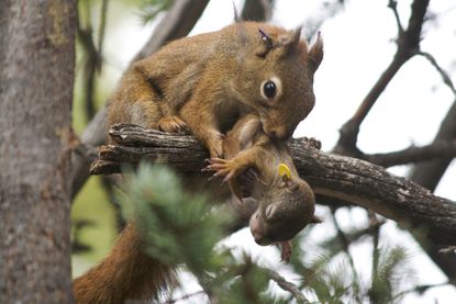 Red squirrel mom and pup