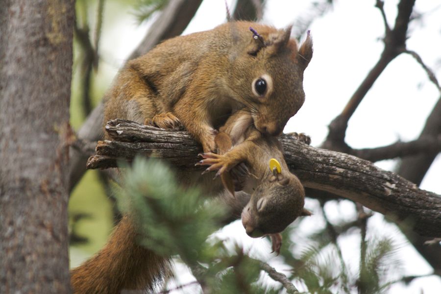 Red squirrel mom and pup