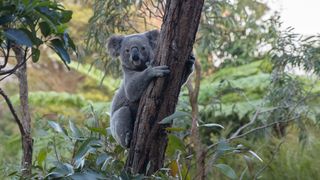 A koala hangs onto a tree in Sydney, Australia