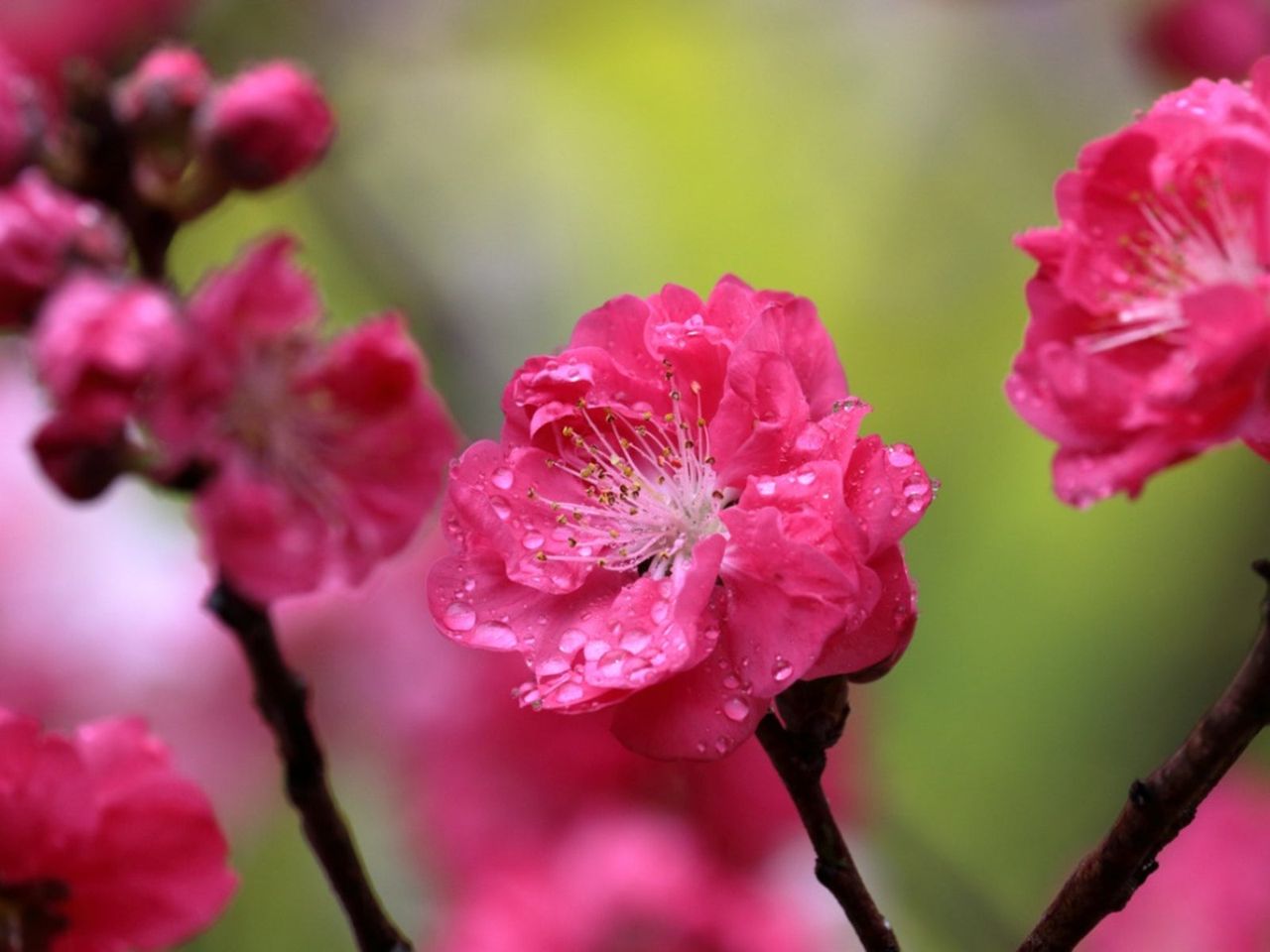 Red Baron Peach Trees