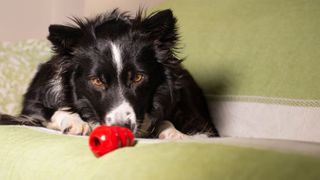 Dog sniffing Kong toy