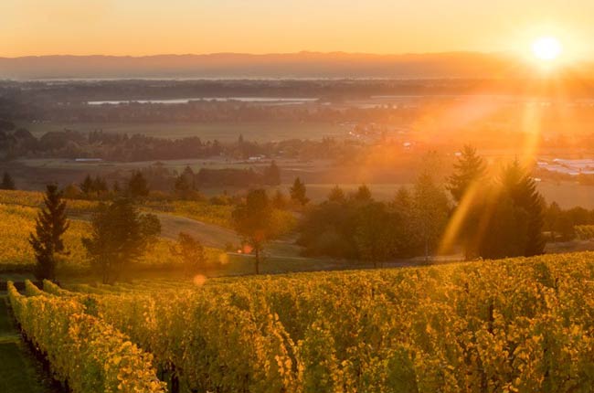 Cristom Vineyards producer profile