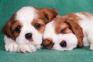 Two puppies lay down next to each other.