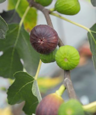 fig tree leaves and fruit