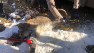 Colorado Parks and Wildlife rescue mountain lion from front porch