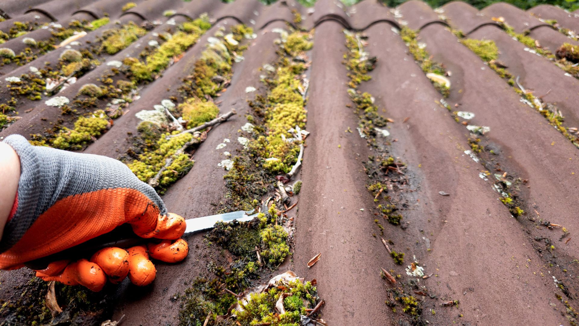 picture of person removing moss from roof panels