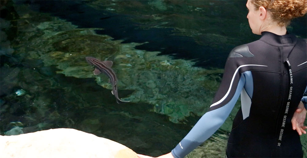 The California Academy of Sciences introduced a group of pyjama sharks to its popular African Penguin exhibit. The two species are natural neighbors off the coast of South Africa.