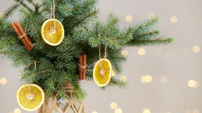 Evergreen boughs in a vase decorated with orange slices and cinnamon sticks