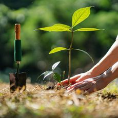 planting a tree in garden