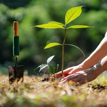 planting a tree in garden