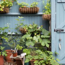 Courgette plants and vegetable plants growing in pots and hanging baskets on blue fence in garden with trowel on potting bench