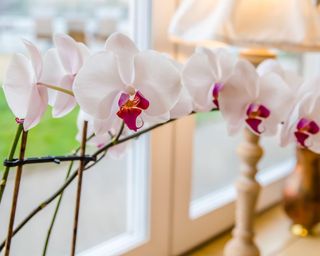 light pink tender orchid on the windowsill