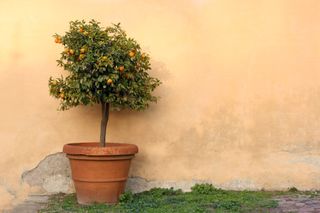 A bright potted orange tree against an orange colored wall