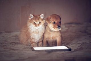 American staffordshire terrier dog with little kitten sitting in front of a tablet.