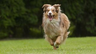 Australian shepherd dog running