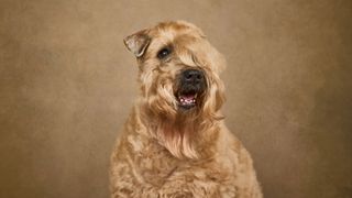 Soft coated Wheaten terrier